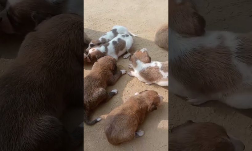 cute puppies 🥰😻 🐕#trending #viral #youtubeshorts  new born puppy 🐕