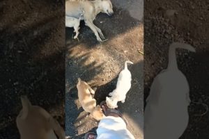 ❤️cute puppies 🐶 with mom 🐕 #dog #doglover #pets #trending #viral #puppy #foryou #ytshorts #shorts