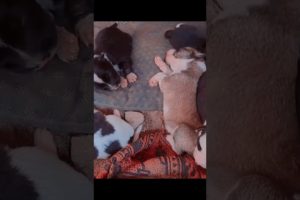 #cute#puppies#shorts#video ll@lets make everything ll