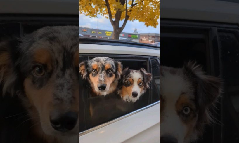 cutest dogs ever came to my drive thru! #puppers #pup #dogs #cutedogs