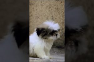 cutest lhasa puppies 😍 ❤️ cute puppies #short video please subscribe yar support me #doglovers