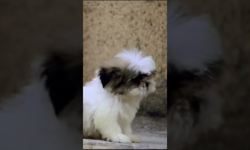 cutest lhasa puppies 😍 ❤️ cute puppies #short video please subscribe yar support me #doglovers