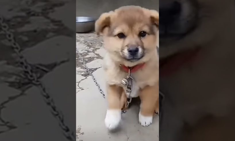 cutest puppy barking🐶🐕❤😍  beautiful puppy bark🐕😲😲🐶 #happy #dog #trending #shorts #viral