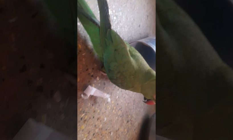 dodo playing | parrot playing #shorts #dodo #parrot #funnyshorts #animals #funny