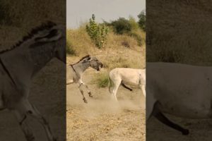 #donkey #animals #youtubeshorts #shortvideo #jungle #janwar