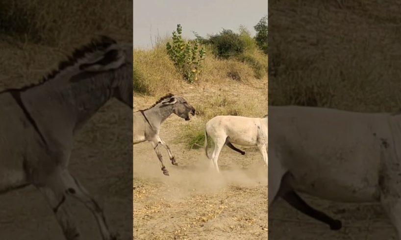 #donkey #animals #youtubeshorts #shortvideo #jungle #janwar