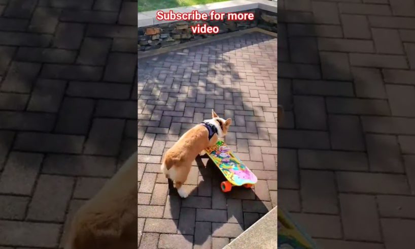 playing🐱 puppy🐶#shorts #youtubeshorts #cute #animals #animallover #funny #trending #animalsvideo