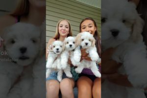 the cutest puppies #homeschooling #grwm #vlog #puppies #sza