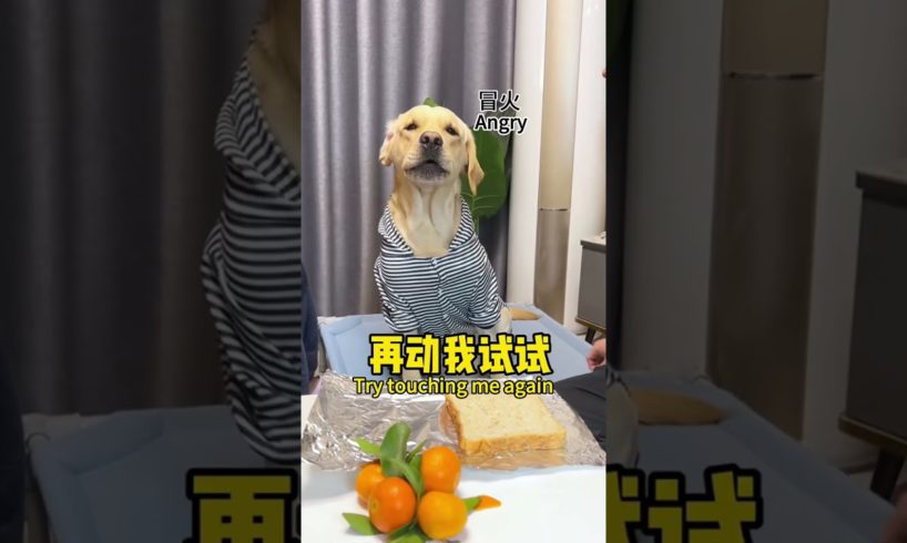 【旺仔🐶WangZai】以为我们在逗狗子玩，没想到被狗摆了一道I thought we were playing with him, but the dog made a fool of us.