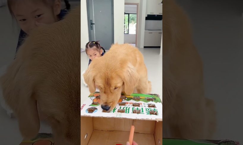 和狗狗玩游戏，咋还急眼了Playing games with dogs is so urgent