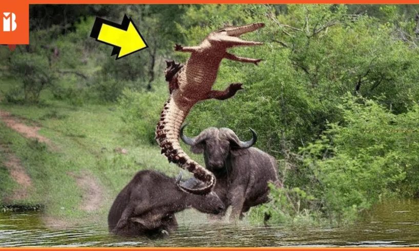 15 Most Merciless Animal Battles Ever Filmed @BeastReacts