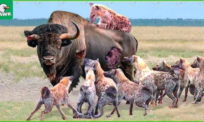 30 Tragic Moments! Wild Animals Accidentally Bump Into Bulls | Animal Fight