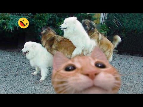 Funniest Cats And Dogs Videos 😁 - Best Funny Animal Videos 2023 🥰