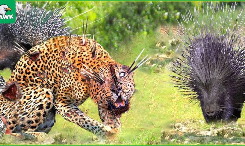 30 Dramatic Moments! Brave Hedgehog Fights With Leopard To Protect His Children | Animal Fight