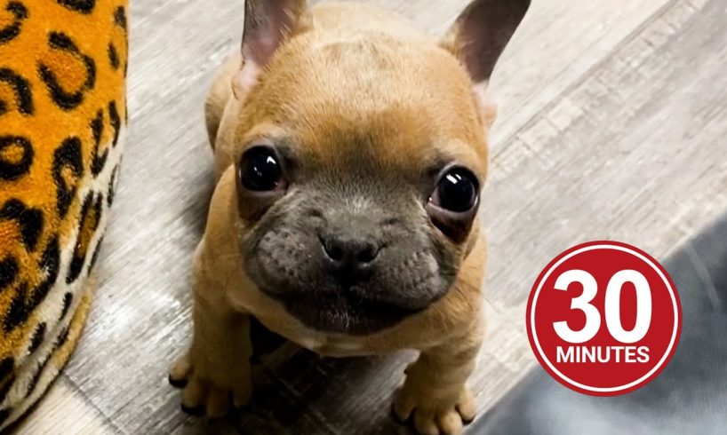 30 Minutes of the World's CUTEST Puppies!