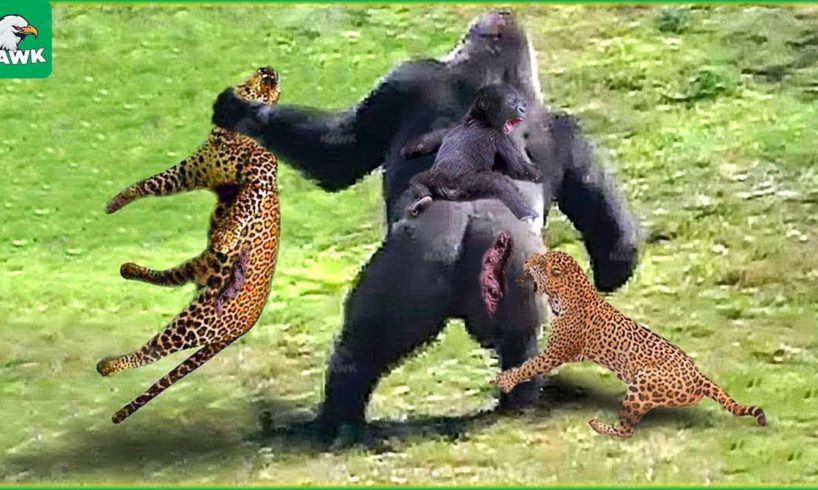 30 Moments Leopards And Gorillas Fight To Protect Their Offspring | Wild Animals