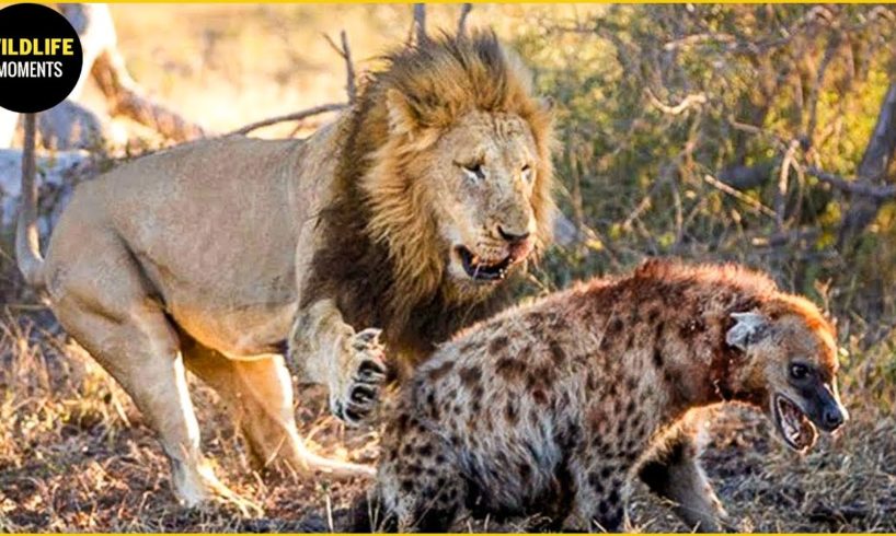 30 Moments Spotted Hyena Vs Lion Fight For Territory In Animal World