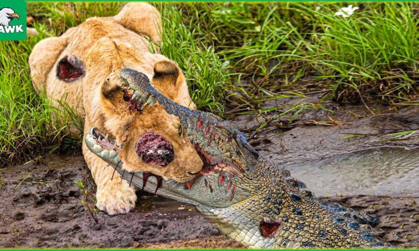 30 Terrifying Moment - When Crocodiles and Lion Pride Compete for Food | Animal Fight