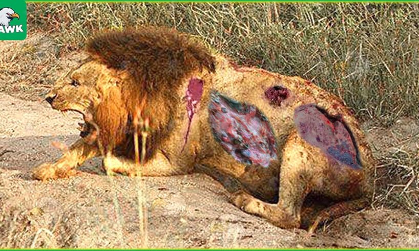 30 Tragic Moments! A Painful Ending For The Losing Lion | Animal Fight