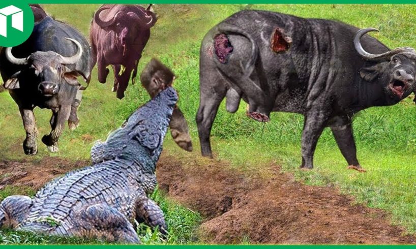 45 Moments Brutal Three-Legged Buffalo Defeat a Swamp King Crocodile to Survival | Animal Fight