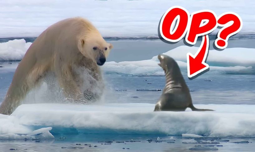 50 Craziest Animal Fights of All Time!