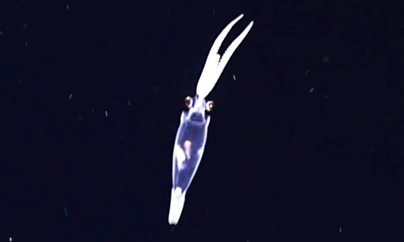 7 Strange Deep Ocean Creatures Found by ROVs Near Hawaii