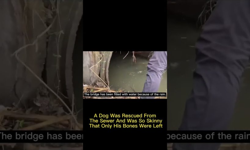 A Dog Was Rescued From The Sewer And Was So Skinny That Only His Bones Were Left