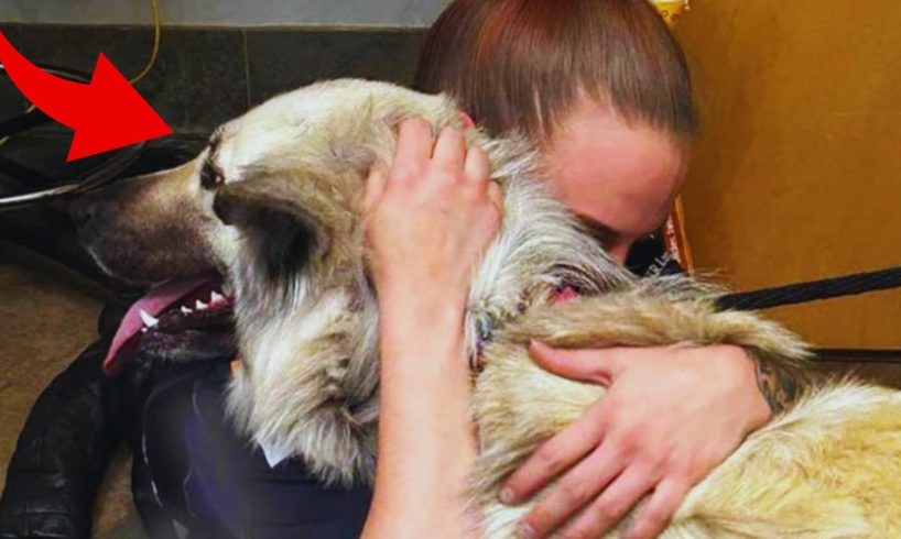 A homeless mother left a note with her dog for whoever found her. An animal shelter reunited them.