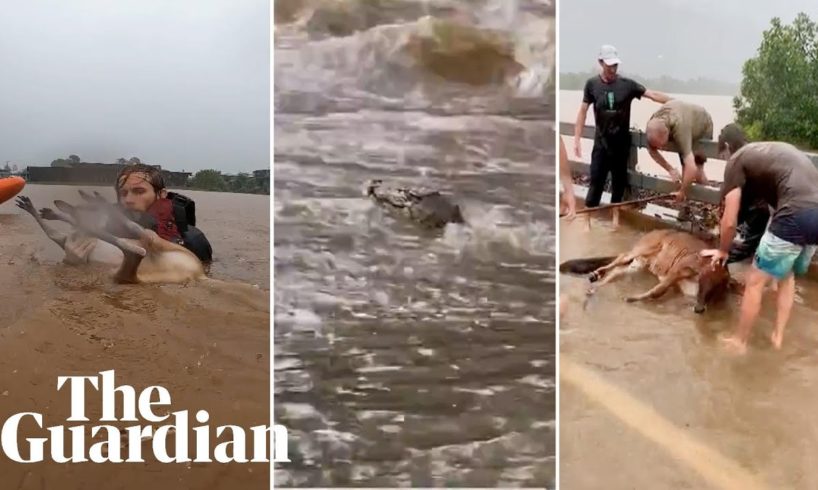 A wallaby, crocodile and cow: animals in Queensland battle major flooding