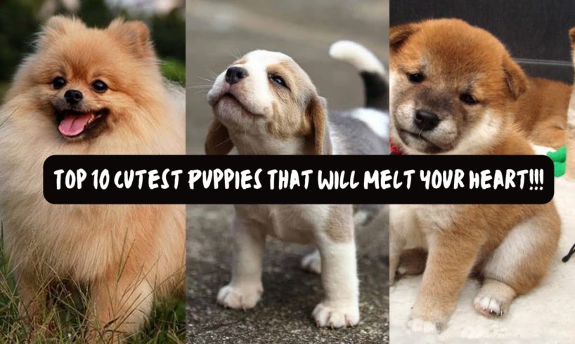 "Awww-Inspiring Moments: Top 10 Cutest Puppies That Will Melt You!"