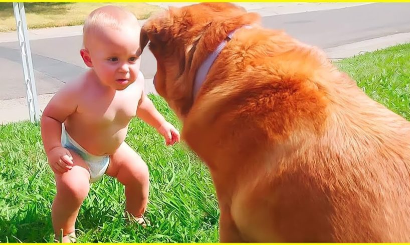 Best video of Cute Babies and Pets - Funny Baby and Pet