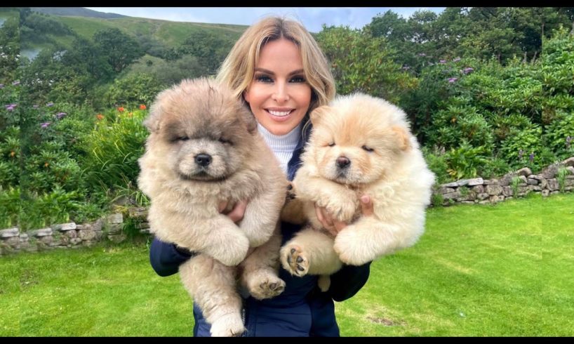 CHOW CHOW PUPPIES - Dangerous to kids?