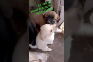 CUTEST PUPPY ADORABLE PUPPIES NG KAPITBAHAY SO CUTE ANG TABA NG PUPPY NA BROWN#satisfying #cutepuppy