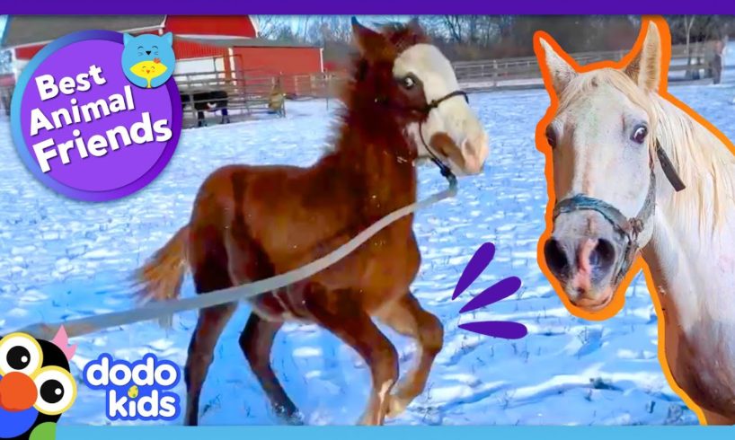 Can Rescuers Get Nervous Horses To Come Out Of Hiding? | Dodo Kids | Best Animal Friends