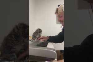 Cat Adding a Beat to Owner's Piano Recital 🎹🐱