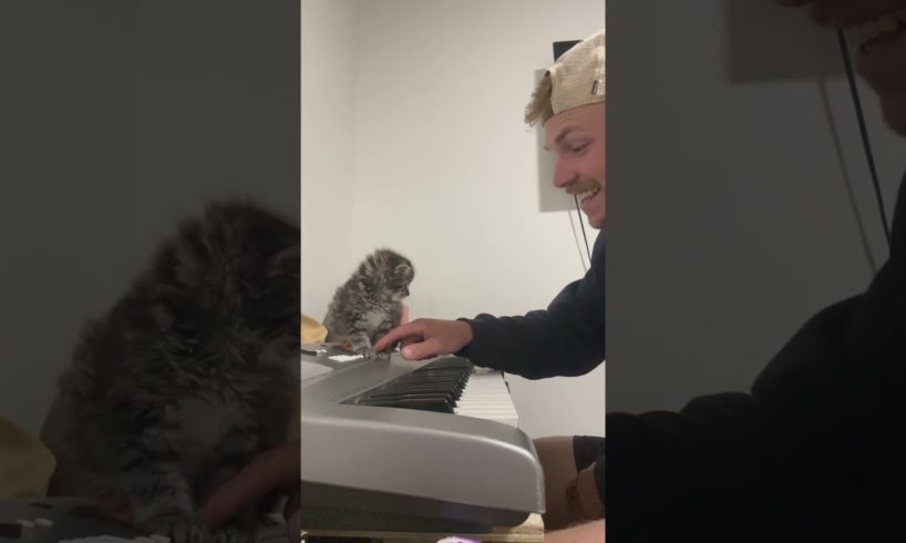 Cat Adding a Beat to Owner's Piano Recital 🎹🐱