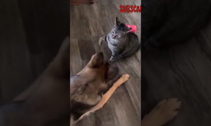 Cat Vs Dog Fight 👊 Woww Animal😳 #Wowwanimal #catvsdogfight #catvsdogwwe #funniestfight  #shorts