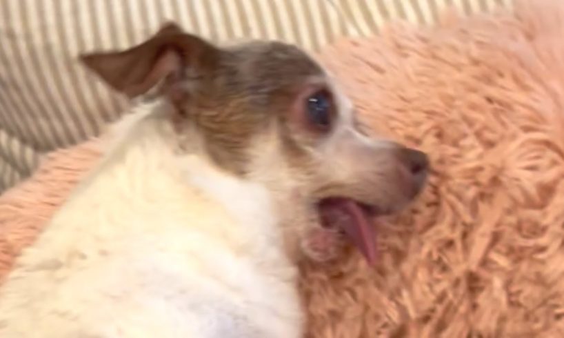 Chihuahua scared of human touch is totally different now