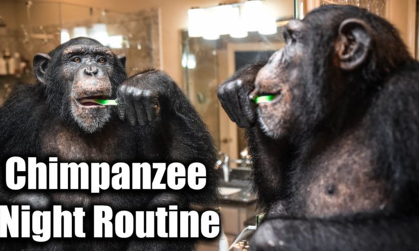 Chimpanzee Night Routine | Myrtle Beach Safari