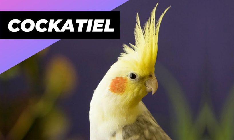 Cockatiel 🦜 One Alternative Animal To Have As A Pet #shorts