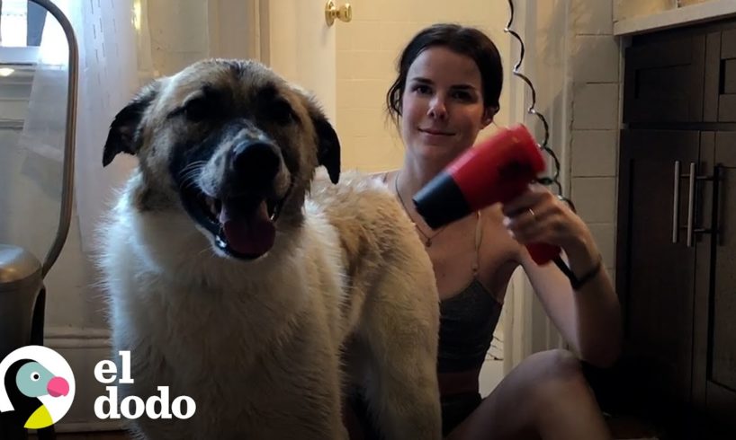 Cuando adoptas un perro y tienes poco más de 20 años | El Dodo