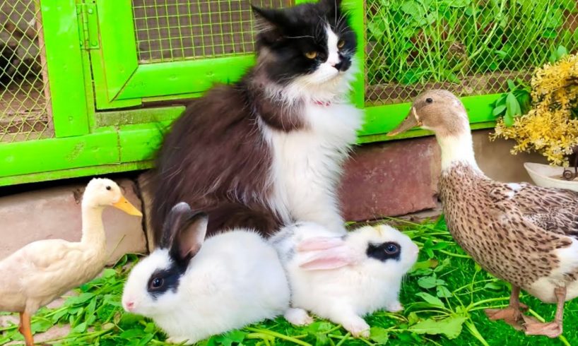 Cute And Adorable Animals Playing,Cute Cat Bunnies,Ducklings,Ducks,Cute animals Videos