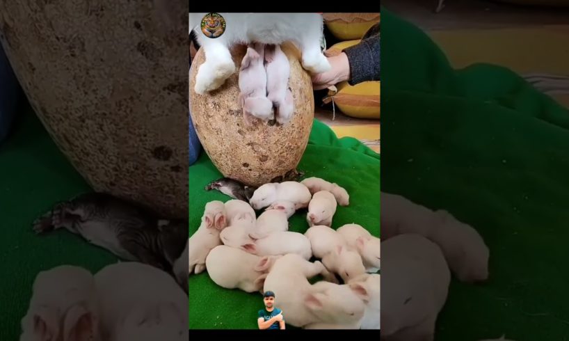 Cute Puppies 🐇😍 Cute andFunny rabbit Moments 😂 #shorts#shortsfeed  #puppyVideo(Cute Rabbits-220)