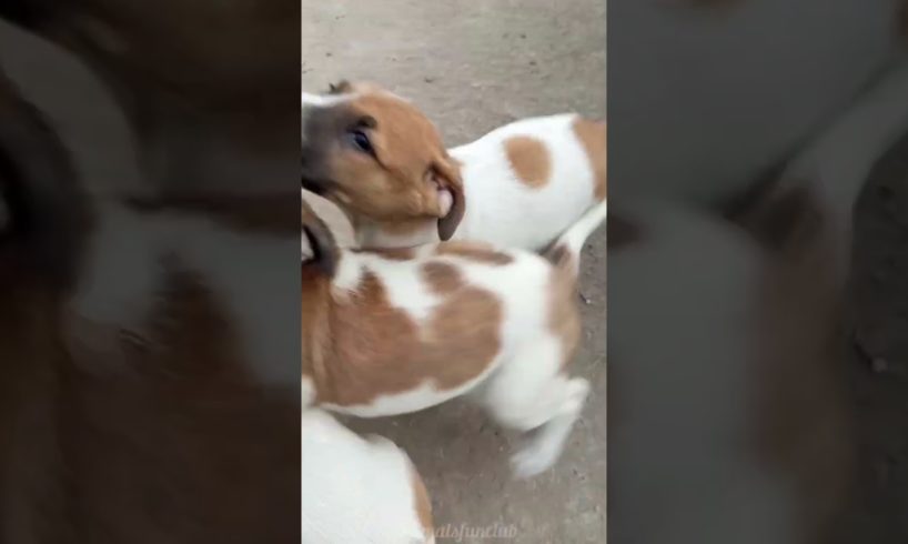 Cute Puppies Playing 😍🐶 #shorts #puppy #dog #animals #streetpuppy