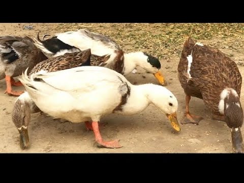 Cute and adorable animals playing Ducklings | Funny Animals video