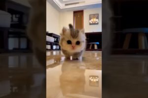 Cute baby Cat #shorts #youtubeshorts