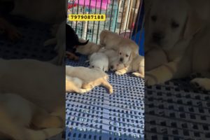 Cute 🥰 cute Puppies Hamare Paas Hi Milega | Pet Shop In Patna | #viral #labrador #trending #puppy