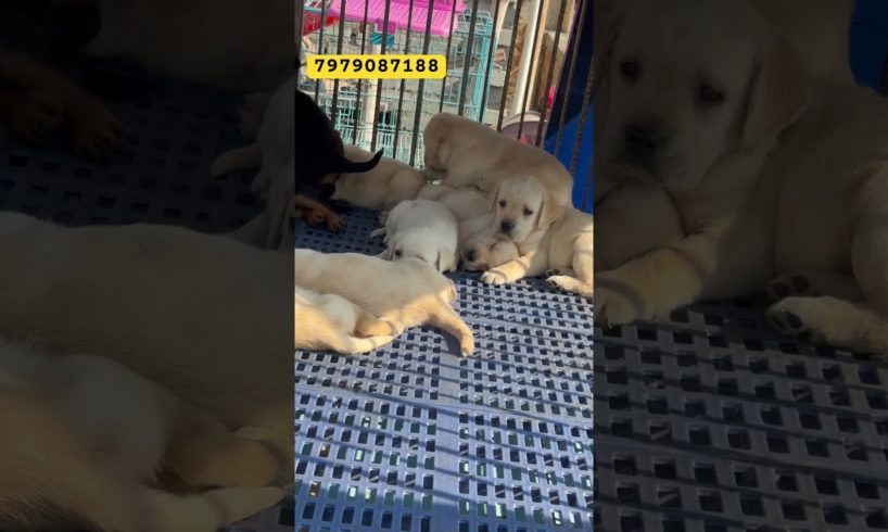 Cute 🥰 cute Puppies Hamare Paas Hi Milega | Pet Shop In Patna | #viral #labrador #trending #puppy