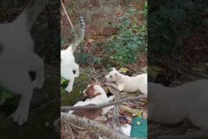 Cute puppies 🐶 play with a cat🐈 (Chian) #puppy #cutecat #shorts #viral