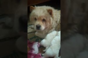 Cute puppies #shorts #ytshorts #youtubeshorts #viral #trending #puppy #dog #chowchow #babies